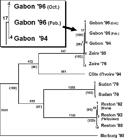 Phylogenetic tree showing the relationship between the Ebola viruses that caused outbreaks of disease in Gabon and previously described filoviruses (5). The entire coding region for the glycoprotein gene of the viruses shown was used in maximum parsimony analysis, and a single most parsimonious tree was obtained. Numbers in parentheses indicate bootstrap confidence values for branch points and were generated from 500 replicates (heuristic search). Branch length values are also shown.