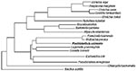 Thumbnail of ( 2% divergence) Phylogenetic relationships of Piscirickettsia salmonis, selected rickettsiae and bacteria. Evolutionary distances were calculated by the method of Jukes and Cantor (34). After eliminating regions of ambiguity and uncertain homology 1,313 positions of the 16S rDNA gene were compared.