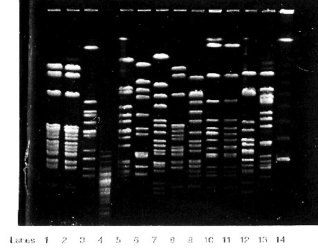 Pulsed field gel electrophoresis of Haemophilus influenzae type b (Hib) isolates from blood culture of two elderly nursing home residents (lanes 1 and 2) compared with epidemiologically unrelated H. influenzae isolates sent to our laboratory for typing: lane 3, laboratory Hib strain; lane 4, non-H. influenzae; lane 5 and 12, invasive nontypeable H. influenzae; lane 6-11, unrelated Hib isolates; lane 13, H. influenzae type a; lane 14, 1 kilobase molecular marker. The enzyme used for DNA digestion