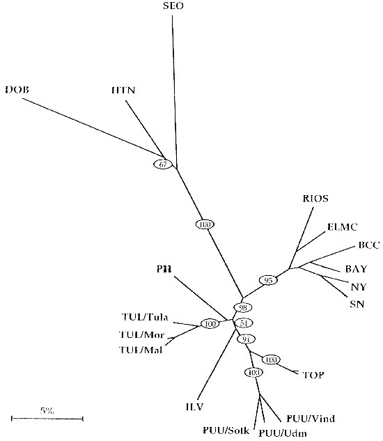 Dendrogram of Old World hantaviruses (upper, left, and lower part of the tree) vs. New World hantaviruses (right part of the tree). Reproduced with permission (42). Branch lengths are proportional to genetic distances. The bootstrap support percentages of particular branching points calculated from 500 replicates are given in ovals. HTN = Hantaan virus, strain 76-118; SEO = Seoul virus, strain SR-11; DOB = Dobrava virus, PH = Prospect Hill virus; TUL = Tula virus, strains Tula/76Ma/87, Moravia/5