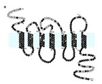 Thumbnail of Predicted structure and amino acid sequence of CCR5. The typical serpentine structure is depicted with three extracellular (top) and three intracellular (bottom) loops and seven transmembrane (TM) domains. The shaded horizontal band represents the cell membrane. Amino acids are listed with a single letter code. Residues that are identical to those of CCR2b are indicated by dark shading, and highly conservative substitutions are indicated by light shading. Extracellular cysteine resi