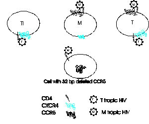 Chemokine receptors and cell tropism of HIV. Three cell types are illustrated, an in vitro passaged T-cell line (Tl), a monocyte/macrophage (M), and a circulating T-cell (T). T-cell lines express CXCR4 but not CCR5; macrophages and circulating peripheral blood T-cells express both receptors, although the amounts of CXCR4 are lower on macrophages (as indicated by the small CXCR4 symbol). M-tropic HIV, because of certain envelope amino acid sequences, binds to CCR5 and can enter both macrophages a