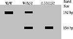 Thumbnail of Differentiation of CCR5 genotypes by gel electrophoresis. Band patterns of persons with homozygous wild type (W/W), homozygous 32 bp deletion (∆32/∆32) or heterozygous W/∆32 CCR5 genotypes are shown. PCR amplification of the C-terminal of the CCR5 gene, subsequent digestion with the EcoRI restriction enzyme, and agarose gel electrophoresis of the digested DNA yield a 182 bp band for the wild type CCR5 gene, a 150 bp band for the 32 allele, and both bands in the case of a heterozygou