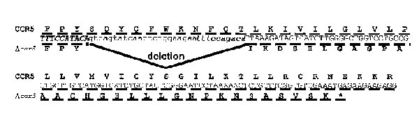 Partial CCR5 gene and amino acid sequence with 32 bp deletion. Nucleotide sequence of the CCR5 gene surrounding the deleted region, and translation into the normal receptor (top lines) or the truncated mutant (∆32 CCR5, bottom lines). The 10-bp direct repeat is represented in bold italics and the deleted nucleotides are represented in noncapitalized font.