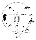 Thumbnail of Urban and suburban life cycles of Rickettsia and mammalian hosts.