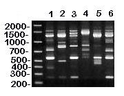 RAPD (method I) patterns of MG vaccine (lanes 1-3) and reference (lanes 4-6) strains. DNA base pair size standards are shown on the left. Lane 1 = ts-11; lane 2 = F; lane 3 = 6/85; lane 4 = R; lane 5 = S6; and lane 6 = A5969. Use of RAPD method I on these MG strains resulted in unique banding patterns that can be easily distinguished from one another.