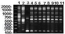 RAPD (method II) patterns of MG vaccine strains (lanes 1-2) and isolates from house finches (lanes 4-11), and M. imitans type strain (lane 3). DNA base pair size standards are shown on the left. Lane 1 = ts-11; lane 2 = 6/85; lane 3 = M. imitans; lane 4 = K3839; lane 5 = K4013; lane 6 = K4013; lane 7 = K4117; lane 8 = 7994; lane 9 = 1652442; lane 10 = K4058; lane 11 = K4269. An additional RAPD primer set (method II) was used to determine whether method I accurately determined MG strain identitie