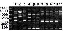 RAPD (method I) patterns of MG vaccine strains (lanes 1-3), isolates from songbirds (lanes 4-6), and isolates from commercial poultry (lanes 7-11). DNA base pair size standards are shown on the left. Lane 1 = ts-11; lane 2 = F; lane 3 = 6/85; lane 4 = 7994 (house finch); lane 5 = 17794 (house finch); lane 6 = 1596 (American goldfinch); lanes 7-10 = separate isolates made from commercial turkeys; lane 11 = isolate from commercial chickens.