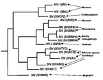 Thumbnail of Relationships among primate and human lentiviruses: Phylogeny of primate lentiviruses based on the gag gene obtained by (25). The names of the strains are indicated in parentheses. Hosts are indicated on trees. The description of the lentivirus strains is provided in (25).