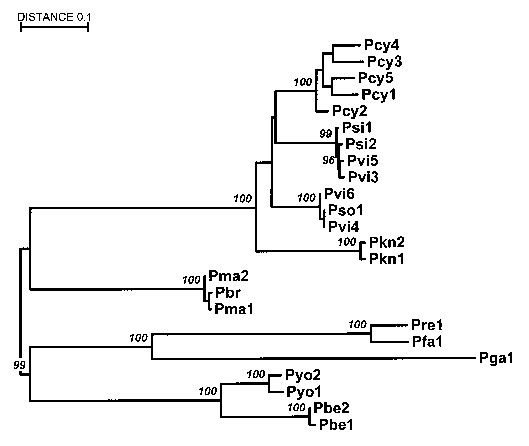 Relationships between primate and human parasites: Malaria phylogeny based on the circumsporozoite protein gene. The alignment does not include the central repeat region. P. falciparum (Pfa), P. vivax (Pvi), and P. malariae (Pma) are from humans; P. cynomolgi (Pcy), P. simiovale (Pso), and P. knowlesi (Pkn) are from macaques; P. simium (Psi) and P. brasilianum (Pbr) are from New World monkeys; P. reichenowi (Pre) is from chimpanzees; P. gallinacium (Pga) is from birds; and P. berghei (Pbe) and P