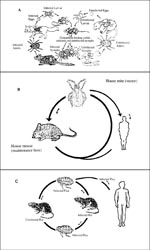 Thumbnail of Composite diagram of the life cycle of Rocky Mountain spotted fever, rickettsialpox, and murine typhus. A. Life cycle of Rickettsia rickettsii in its tick and mammalian hosts (7); B. Rickettsia akari life cycle; and C. Rickettsia typhi life cycle.