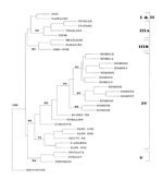 Thumbnail of Phylogenetic tree of the dengue-2 viruses, including Somalia 1993 virus isolates, using nucleotide sequence from position 639 to 1,233 of the envelope protein gene. This strict consensus tree was constructed by the following programs of the PHYLIP 3.5 package: SEQBOOT, DNAPARS, CONSENSUS, and DRAWGRAM. Strain ID is listed first, followed by abbreviation for country of isolation, and the last two digits of the year of isolation.