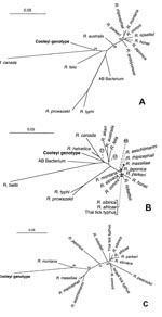 Thumbnail of Unrooted phylogenetic trees showing relationship of Cooleyi genotype to other rickettsiae. Scale bar represents genetic distance of 5% by using the Jukes-Cantor formula. Bootstrap values were derived by using the Fitch algorithm. Circled bootstrap values are for nodes indicated by the dashed line. Dotted lines show the actual position of some closely related spotted fever group species. A. 17 kDa. B. gltA. C. rompA. A 10-μl aliquot of phenol:chloroform-extracted DNA was used as a te