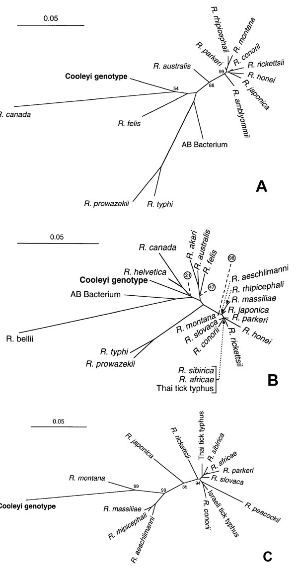 Unrooted phylogenetic trees showing relationship of Cooleyi genotype to other rickettsiae. Scale bar represents genetic distance of 5% by using the Jukes-Cantor formula. Bootstrap values were derived by using the Fitch algorithm. Circled bootstrap values are for nodes indicated by the dashed line. Dotted lines show the actual position of some closely related spotted fever group species. A. 17 kDa. B. gltA. C. rompA. A 10-μl aliquot of phenol:chloroform-extracted DNA was used as a template to amp