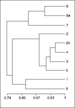 Thumbnail of Dendogram of Salmonella Typhi pulsed-field profiles Stp X1 -X8a. Genetic similarity was calculated by the Dice coefficient (S) and clustered by unweighted pair group arithmetic averaging method.