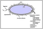 Thumbnail of Virulence factors of Pseudomonas aeruginosa. P. aeruginosa has both cell-associated (flagellum, pilus, nonpilus adhesins, alginate/biofilm, lipopolysaccharide [LPS]) and extracellular virulence factors (proteases, hemolysins, exotoxin A, exoenzyme S, pyocyanin).