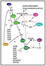 Thumbnail of The cell-to-cell signaling circuitry of P. aeruginosa. The las cell-to-cell signaling system controls the rhl cell-to-cell signaling system in a hierarchy cascade. The LasR/3-oxo-C12-HSL complex activates the transcription of rhlR, and 3-oxo-C12-HSL blocks the activation of RhlR by C4-HSL. The las system itself is controlled positively by Vfr and GacA, and negatively by RsaL. 3-oxo-C12-HSL is required for biofilm differentiation and has immunomodulatory activity. Both cell-to-cell s