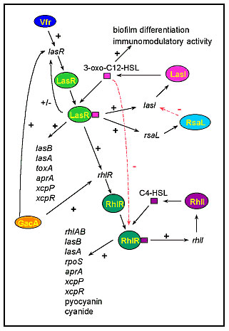 The cell-to-cell signaling circuitry of P. aeruginosa. The las cell-to-cell signaling system controls the rhl cell-to-cell signaling system in a hierarchy cascade. The LasR/3-oxo-C12-HSL complex activates the transcription of rhlR, and 3-oxo-C12-HSL blocks the activation of RhlR by C4-HSL. The las system itself is controlled positively by Vfr and GacA, and negatively by RsaL. 3-oxo-C12-HSL is required for biofilm differentiation and has immunomodulatory activity. Both cell-to-cell signaling syst