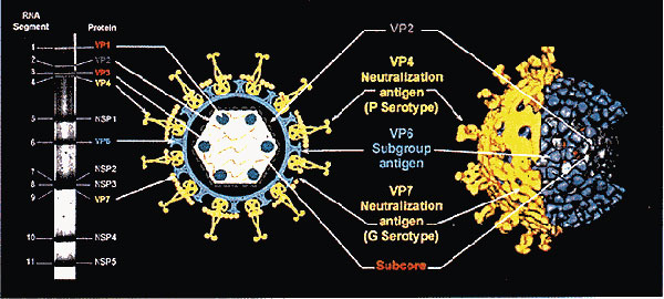 Gene coding assignments and three-dimensional structure of rotavirus particles. Double-stranded RNA segments separated on polyacrylamide gel (left) code for individual proteins, which are localized in the schematic of virus particle (center) or in different protein shells of virus (right). Outer capsid proteins VP4 and VP7 are neutralization antigens, which induce neutralizing antibody; protein that makes up intermediate protein shell, VP6, is the subgroup antigen. Reprinted with permission from