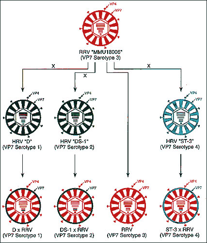 Schematic demonstration of production of rhesus rotavirus (RRV), human rotavirus (HRV) x rhesus rotavirus (RRV)reassortant quadrivalent vaccine with VP7 serotype 1, 2, 3, and 4 specificity. Reprinted with permission from (40).