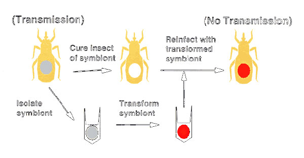 Symbionts can be genetically altered and used to replace native symbionts, resulting in insects that can no longer transmit disease. (Illustration courtesy of Mark Q. Benedict).