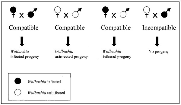 Wolbachia-mediated cytoplasmic incompatibility.
