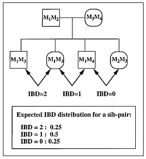 Principle of sib-pair analysis. Two siblings can share 0, 1, or 2 parental marker alleles identical by descent (IBD) at any locus with respective probabilities 0.25, 0.5, and 0.25 under random segregation.