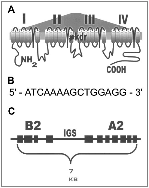 Examples (drawn from references cited in the text) of biochemical resistance mechanisms on the molecular level. A. Single amino acid mutation in the IIS6 membrane-spanning region of the sodium channel gene that confers target-site DDT-pyrethroid resistance in Anopheles gambiae. The same mutated codon produces resistance in insects as diverse as mosquitoes, cockroaches, and flies. B. Regulatory element (found upstream of coding sequence) termed the "Barbie Box" that allows induction of insecticid