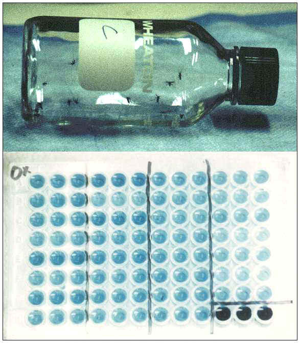 Examples of simple diagnostic assays for insecticide resistance include bioassays run in treated bottles (upper) and biochemical detection and measurement of resistance enzyme activity in microplates (lower).