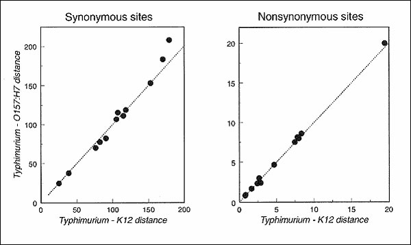 Evolutionary distance in terms of synonymous and nonsynonymous changes per 100 sites (4) for 12 genes sequenced from Escherichia coli O157:H7, E. coli K-12, and Salmonella enterica Typhimurium. The points for synonymous sites are (left to right): gap, crr, mdh, icd, fliC (conserved 5' and 3' ends), trpB, putP, aceK, mutS, trpC, tonB, and trpA. Under the mutator hypothesis, the genetic distance between the pathogenic O157:H7 strain (or the closely related strain ECOR37) and the outgroup (Typhimur