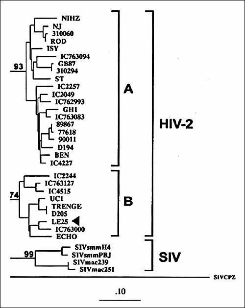 Phylogenetic classification of HIV-2 sequence from Lebanese patient LE25 (arrow) basing on the prot gene (GenBank accession no. AF026912). The tree was generated by the maximum-likelihood method. Numbers at the branch nodes connected with subtypes indicate bootstrap values. The distinct HIV-2 subtypes are delineated. The scale bar indicates an evolutionary distance of 0.10 nucleotides per position in the sequence. Vertical distances are for clarity only.
