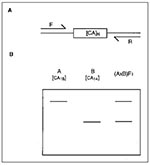 Thumbnail of Schematic representation of microsatellite marker analysis in mice. A) Flanking forward (F) and reverse (R) oligonucleotides are designed to specifically amplify a simple sequence repeat by polymerase chain reaction (PCR) (in this case a CA dinucleotide). The length of the dinucleotide (N) varies among inbred mouse strains. B) Gel electrophoresis of a PCR-amplified microsatellite in homozygous parental strains A and B and heterozygous F1 progeny. The larger microsatellite from strai