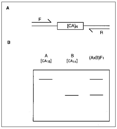Schematic representation of microsatellite marker analysis in mice. A) Flanking forward (F) and reverse (R) oligonucleotides are designed to specifically amplify a simple sequence repeat by polymerase chain reaction (PCR) (in this case a CA dinucleotide). The length of the dinucleotide (N) varies among inbred mouse strains. B) Gel electrophoresis of a PCR-amplified microsatellite in homozygous parental strains A and B and heterozygous F1 progeny. The larger microsatellite from strain A migrates