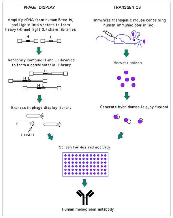 Generation of human monoclonal antibodies. (Phage display) Heavy and light chain cDNA isolated from human B-cells is used to generate a combinatorial library in which random heavy (H) and light chain (L) pairings are expressed on the surface of phage. These phage can then be screened for antigen binding by traditional techniques (e.g., ELISA). Since only the antigen binding region is used in the phage display process, the selected clone is then placed into an appropriate expression vector to pro