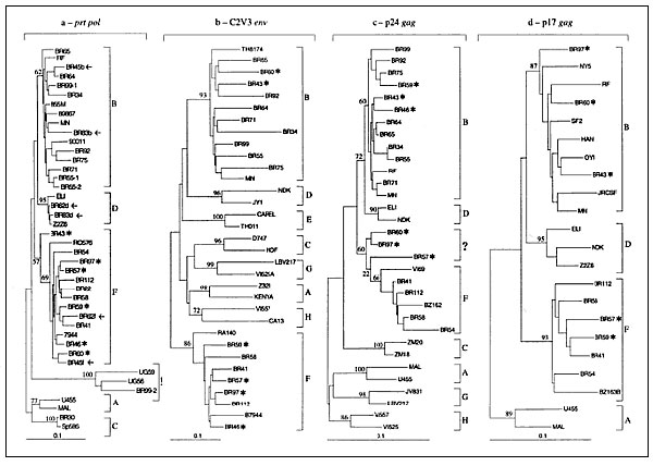 Phylogenetic classification of HIV-1 sequences from Brazilian patients (denoted with BR prefix). The trees were constructed on the basis of DNA sequences of prt (a), env (b), gag-p24 (c), and gag-p17 (d) by the neighbor-joining method. Numbers at the branch nodes connected with subtypes indicate bootstrap values. An arrow indicates dually infected specimens; an asterisk shows viral sequences, which clustered into different lineages depending on which parts of viral genome were analyzed; ! repres
