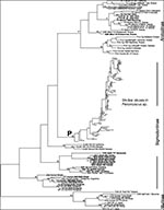 Thumbnail of Overall hantavirus phylogenetic tree based on analysis of a 139 nucleotide fragment of the G2 coding region of the virus M segment. All newly reported sequences are shown bolded. The three virus groups corresponding to the hantaviruses carried by rodents of the subfamilies Murinae, Sigmodontinae and Arvicolinae are indicated. P indicates the clade containing the Sin Nombre- like viruses found in Peromyscus species rodents, the details of which are shown in Figure 2. Horizontal branc