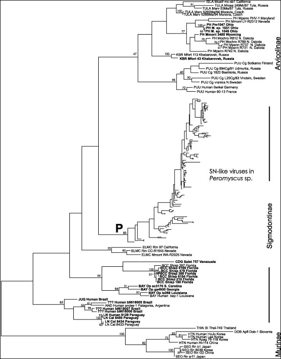 Overall hantavirus phylogenetic tree based on analysis of a 139 nucleotide fragment of the G2 coding region of the virus M segment. All newly reported sequences are shown bolded. The three virus groups corresponding to the hantaviruses carried by rodents of the subfamilies Murinae, Sigmodontinae and Arvicolinae are indicated. P indicates the clade containing the Sin Nombre- like viruses found in Peromyscus species rodents, the details of which are shown in Figure 2. Horizontal branch lengths are