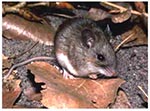 Thumbnail of White-footed mouse (Peromyscus leucopus). Photo by R.B. Forbes, Mammal Image Library of the American Society of Mammalogists.