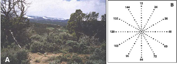 A. Characteristics of landscape and vegetation near Fort Lewis trapping web "A," southwestern Colorado. Photo courtesy of C. Calisher. B. Schematic representation of a trapping web showing the relative locations of the 148 trap stations. Small circles indicate the location of one Sherman trap, larger circles, one Sherman plus one Tomahawk trap. Diameter of the web was 200 m. After Parmenter et al. (25).
