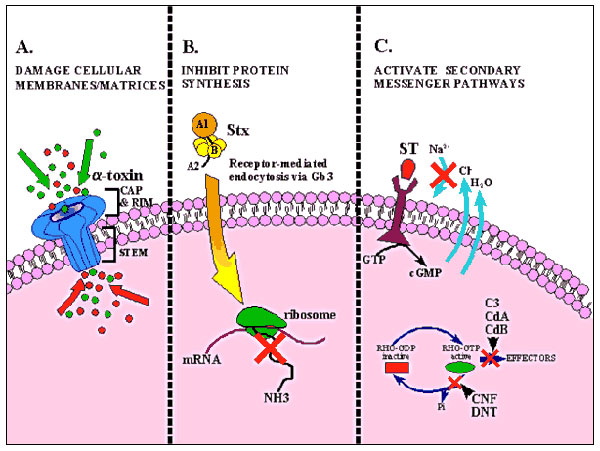 Diagrammatic representation of the mode of action of several bacterial toxins. A. Damage to cellular membranes by Staphylococcus aureus α-toxin. After binding and oligomerization, the stem of the mushroom-shaped α-toxin heptamer inserts into the target cell and disrupts membrane permeability as depicted by the influx and efflux of ions represented by red and green circles. B. Inhibition of protein synthesis by Shiga toxins (Stx). Holotoxin, which consists of an enzymatically active (A) subunit a