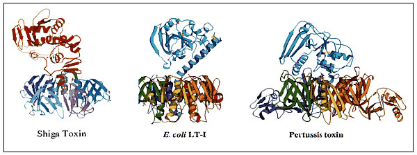 Ribbon crystal structures of Shigella dysenteriae Shiga toxin (20), Escherichia coli heat-labile toxin I (LT-I) (21), and pertussis toxin (22). The Shiga toxin figure was contributed by Marie Frasier. The LT-I and pertussis figures were contributed by Ethan Merritt. The figures were drawn in MOLSCRIPT (75).