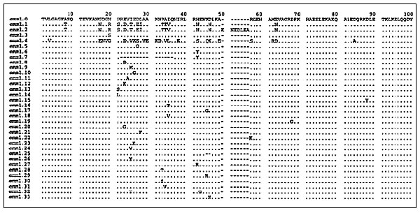 Alignment of inferred N-terminal amino acid sequences of 33 alleles of emm1. The region shown represents amino acids 27 through 110 (GenBank accession number X07860). Six of the emm1 alleles were identified in this study, several were described previously (1,5,12), and others were from ongoing analysis of emm1 in M1 strains from global sources. Amino acid residues identical to those encoded by emm1.0 are represented by periods.