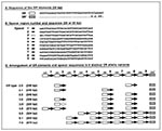 Thumbnail of Polymorphism identified in the direct repeat (DR) region of serotype M1 group A Streptococcus. The data were generated by automated DNA sequencing of polymerase chain reaction products obtained with the oligonucleotide primers DR003 and DR004 described in the text. (A) The 36-bp sequences of the two related DR and DR' elements. Multiple copies of the DR element present in different M1 isolates all had the identical sequence. (B) The 29-bp or 30-bp sequences of the 10 distinct spacer