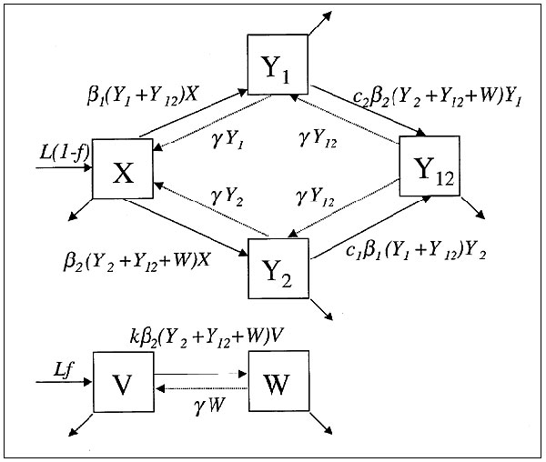 The structure of the mathematical model described in the text and in greater detail (30).