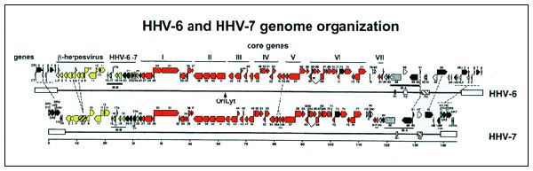 Schematic representation of HHV-6 and HHV-7 genomes. The genomes are colinear. Homologies are 46.6% to 84.9%. Red blocks represent the herpesvirus core genes, numbered from I to VII. Yellow blocks represent ß-herpesvirus subfamily-specific genes (from U2 to U14). Green blocks indicate genes present only in the Roseolovirus genus, i.e., in HHV-6 and HHV-7. Only three ORFs (U22, U83 and U94) are present in HHV-6 and absent from HHV-7 (modified from [15]).