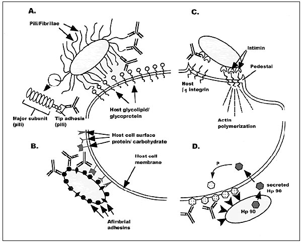 Four mechanisms of bacterial adherence where anti-adhesin vaccines could potentially block colonization and infection. A shows pili or fibrillae protruding from the bacterial surface. These proteinaceous appendages bind to host cell surface molecules, usually carbohydrates, by adhesin proteins located at the distal tip of the pilus/fibrillar organelle. Antibodies targeting the adhesin protein block the bacterial/host interaction. B demonstrates a similar process of bacterial/epithelial cell inte