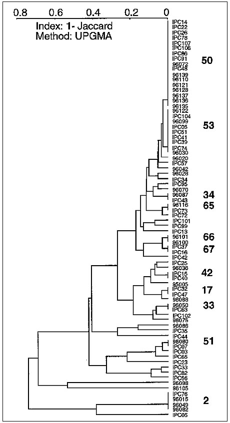 A dendrogram illustrating spoligotyping results of 76 Mycobacterium tuberculosis isolates from French Guiana (shared patterns are shown in bold). Top to bottom; patterns 50 and 53, ubiquitous; types 54 and 36, which do not appear, are found only for isolates IPC99 and IPC57, respectively; type 34, a ubiquitous type that was limited to French Guiana in this study; types 66 and 67, specific; type 42, ubiquitous; type 17, specific; type 33, ubiquitous; type 51, ubiquitous; type 31, which does not a