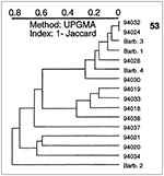 Thumbnail of A dendrogram illustrating spoligotyping results of 16 Mycobacterium tuberculosis clinical isolates from Barbados and Surinam. From top: type 53, ubiquitous; isolates Barb.3 and 94030 belong to specific types 68 and 15, respectively; isolates 94018, 94020, 94034, and Barb.1 belong to ubiquitous types 19, 1, 3, and 61, respectively.
