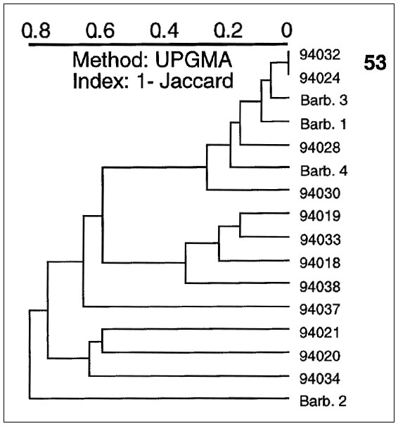 A dendrogram illustrating spoligotyping results of 16 Mycobacterium tuberculosis clinical isolates from Barbados and Surinam. From top: type 53, ubiquitous; isolates Barb.3 and 94030 belong to specific types 68 and 15, respectively; isolates 94018, 94020, 94034, and Barb.1 belong to ubiquitous types 19, 1, 3, and 61, respectively.