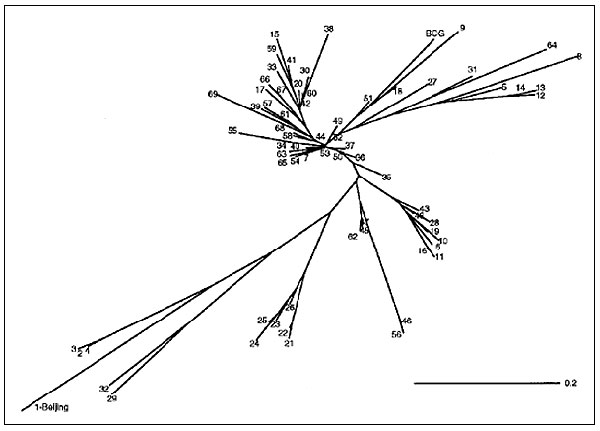A preliminary phylogenetic tree obtained by the neighbor-joining algorithm on the basis of the 1-Jaccard index (Sj=a/a+c, where a is the number of simultaneously positive characters and c is the number of discrepancies), which is not exhaustive for all existing phylogenetic links. A total of 70 shared spoligotypes were analyzed (69 types shown in Figure 2 and Mycobacterium bovis BCG).